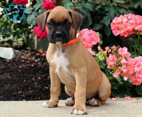 Bones Boxer