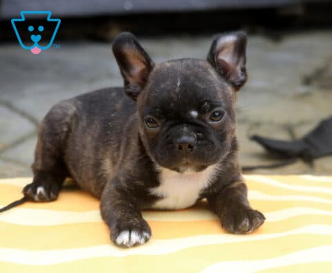 Boss Frenchton