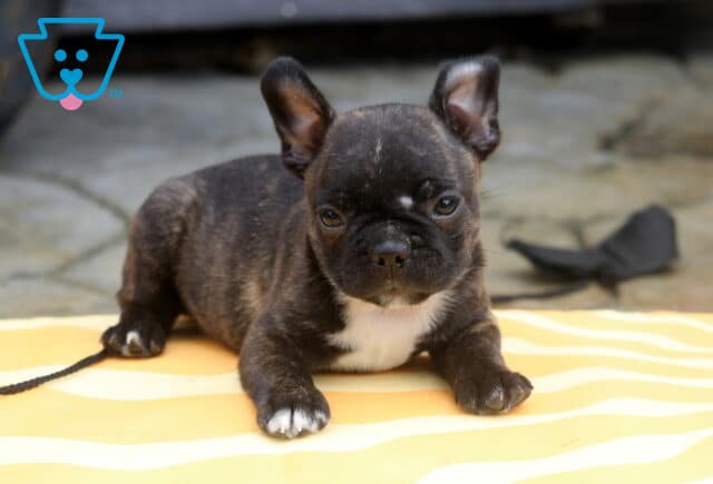 Boss Frenchton image