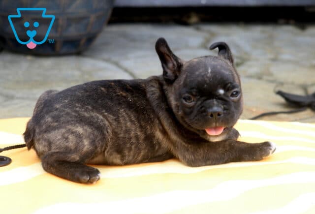 Boss Frenchton2 image