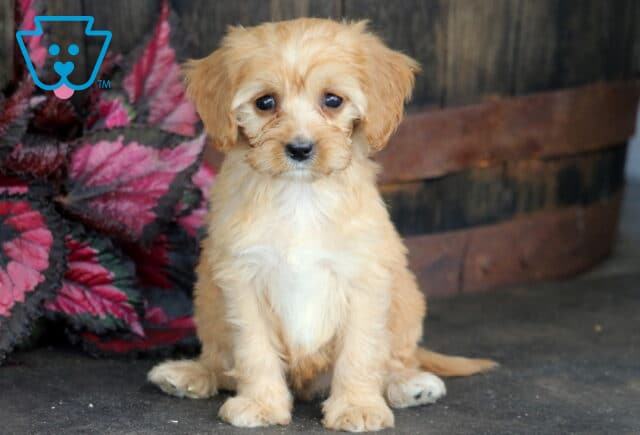 Brie Cavapoo image