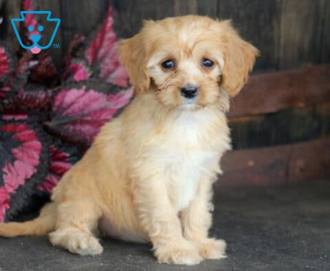 Brie Cavapoo2