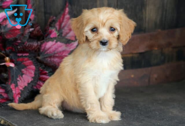 Brie Cavapoo2 image