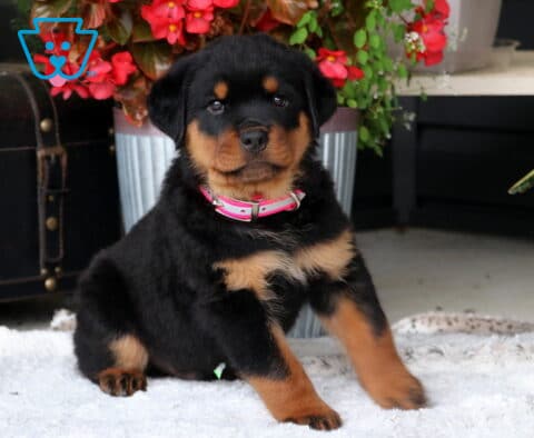 Bruno Rottie