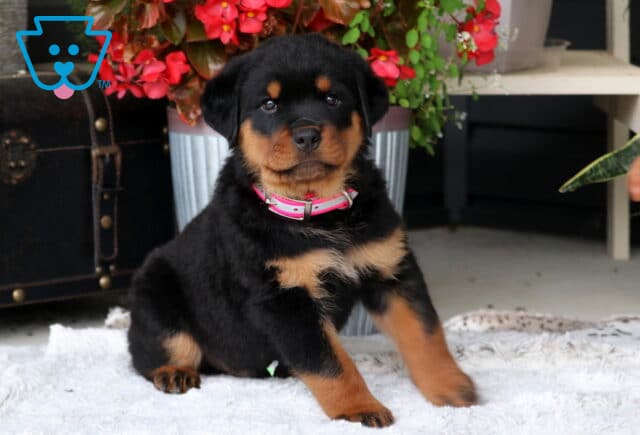 Bruno Rottie image