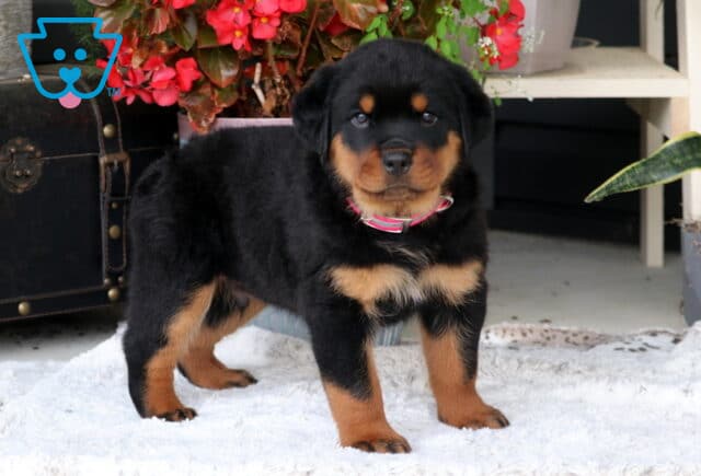 Bruno Rottie2 image