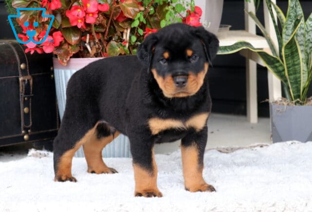 Bubba ROttie image