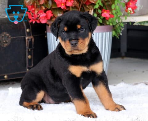 Bubba ROttie2
