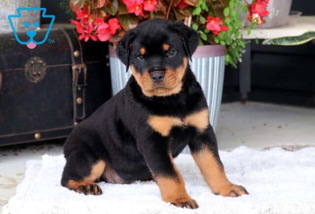 Bubba ROttie2 image