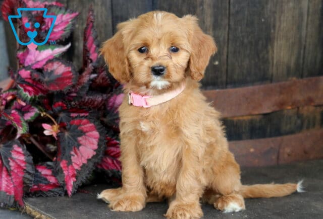 Bubbles Cavapoo image