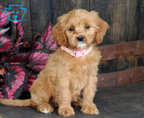 Bubbles Cavapoo2