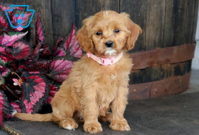 Bubbles Cavapoo2 image