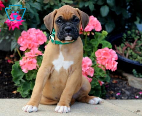 Buddy Boxer