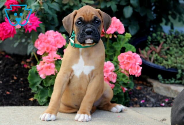 Buddy Boxer image