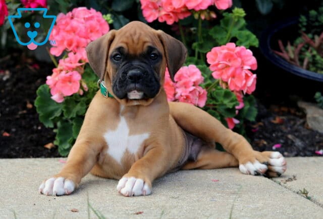 Buddy Boxer2 image