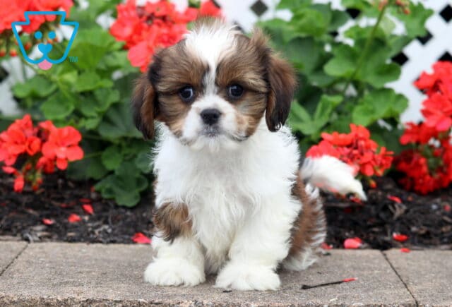 Buffy Cava Tzu image