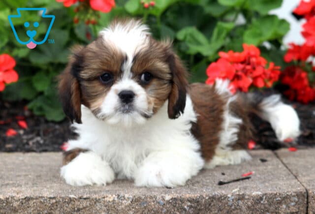 Buffy Cava Tzu2 image
