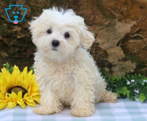 Buster Maltese