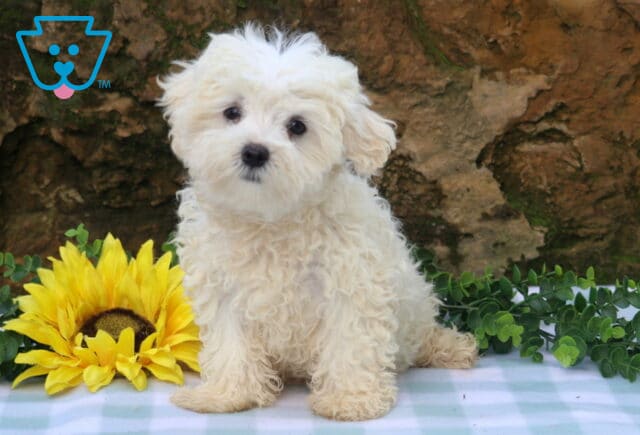 Buster Maltese image