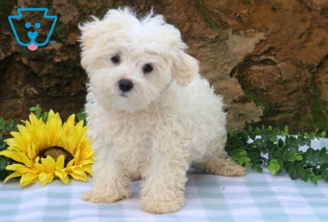 Buster Maltese2 image