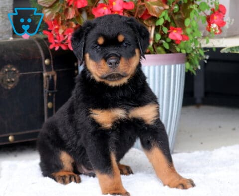 Buster Rottie