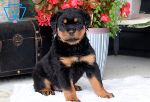 Buster Rottie image