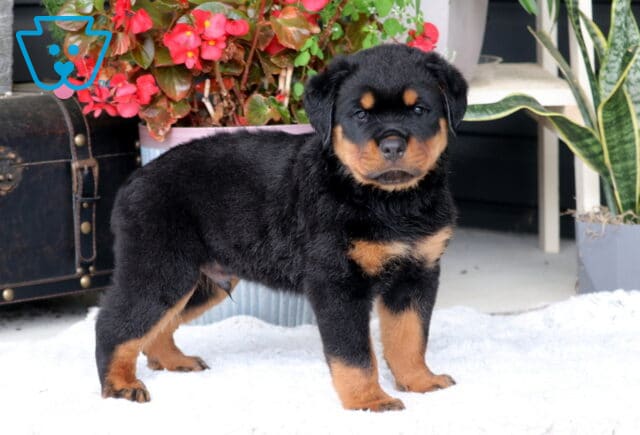Buster Rottie2 image