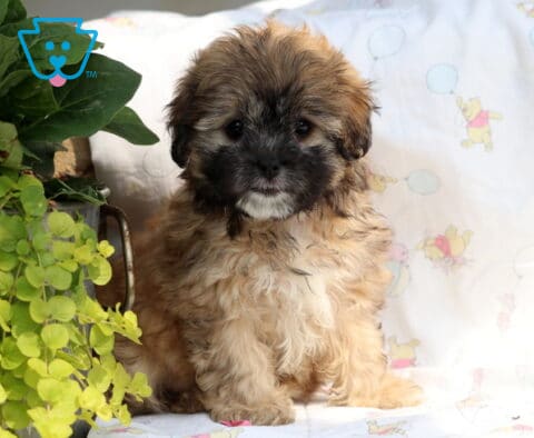 Buttercup Shihpoo