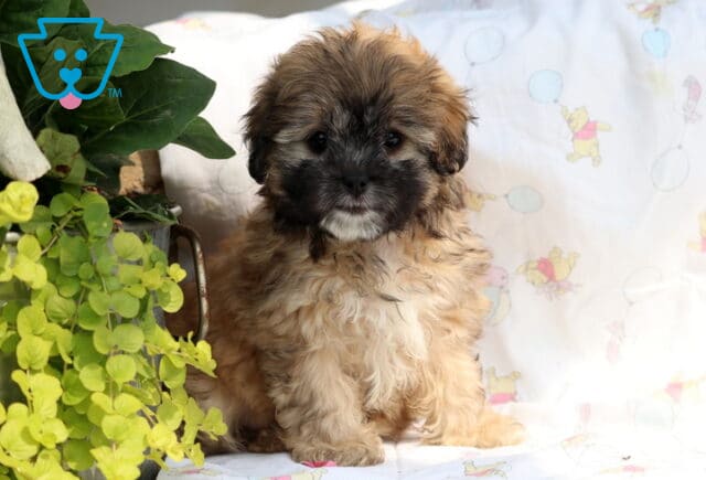 Buttercup Shihpoo image