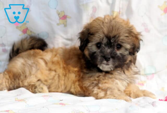 Buttercup Shihpoo2 image