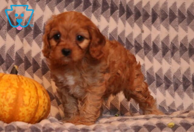 Buzz Cavapoo image