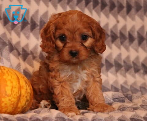Buzz Cavapoo2