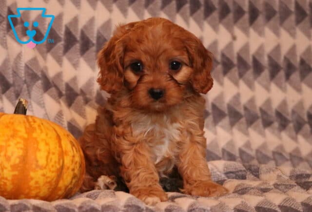 Buzz Cavapoo2 image