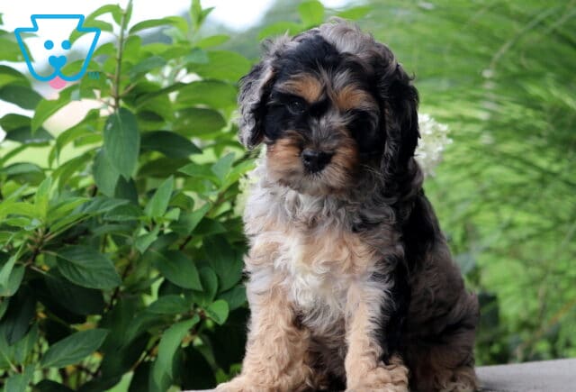 Callie Cockapoo image