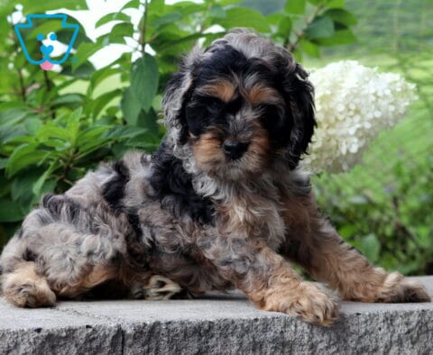 Callie Cockapoo2