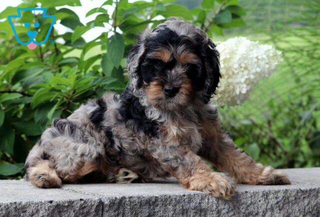 Callie Cockapoo2 image