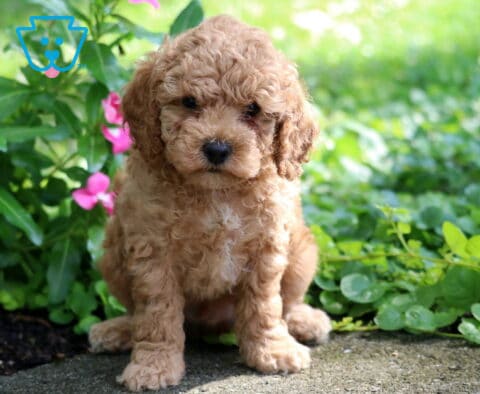 Captain Toy Poodle