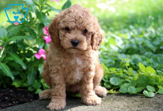 Captain Toy Poodle image