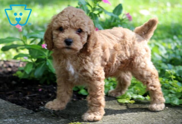 Captain Toy Poodle2 image