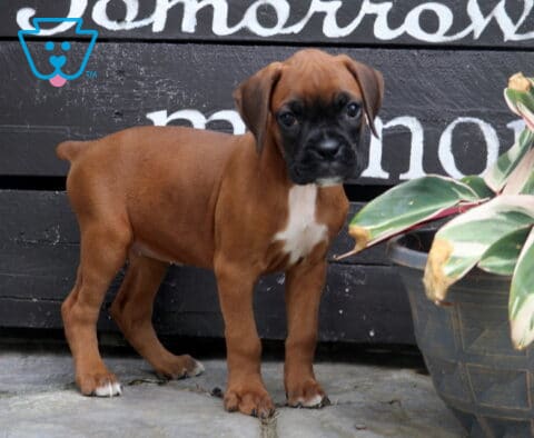 Cara Boxer2