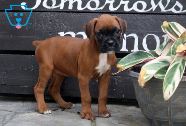 Cara Boxer2 image