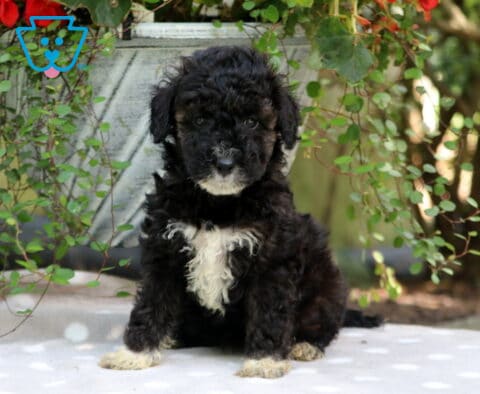 Carol Mini Poodle