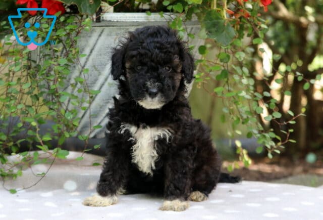 Carol Mini Poodle image