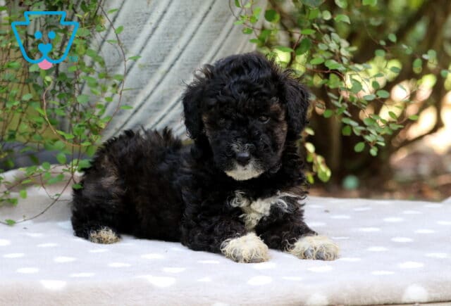 Carol Mini Poodle2 image
