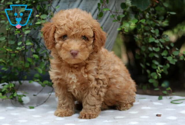 Carrie Mini Poodle image