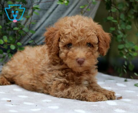 Carrie Mini Poodle2