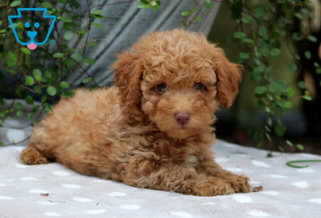 Carrie Mini Poodle2 image