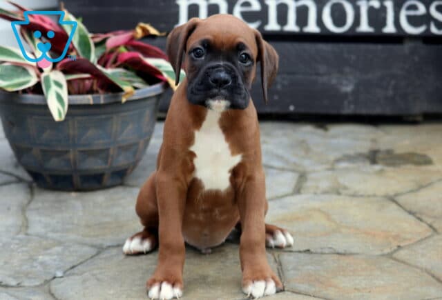 Carter Boxer image