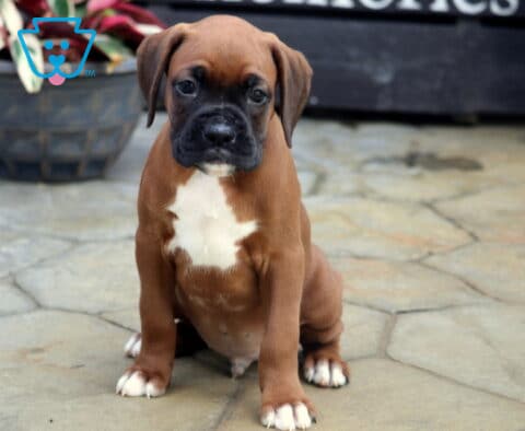 Carter Boxer2