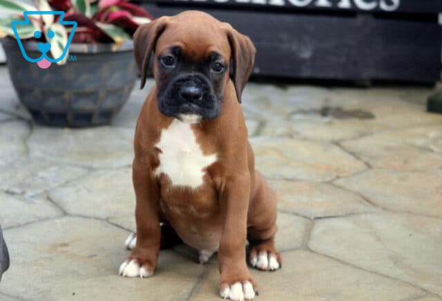 Carter Boxer2 image